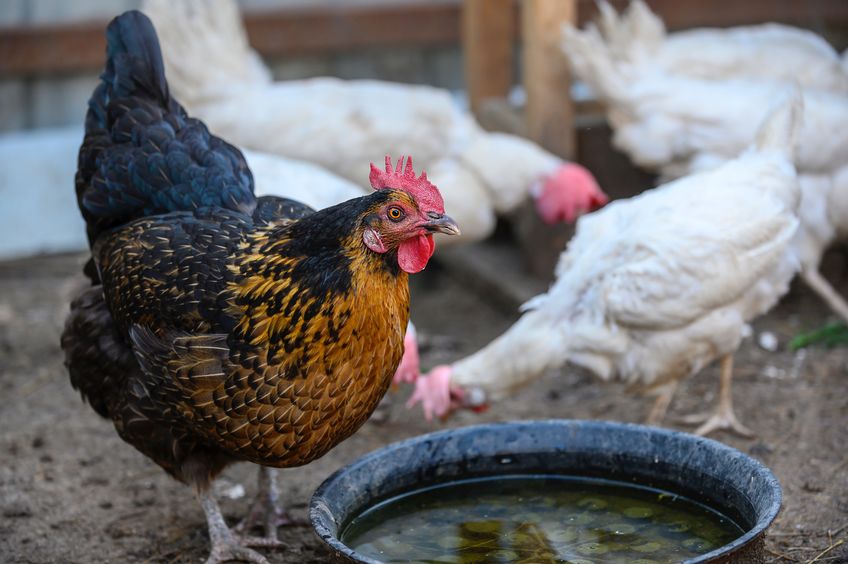 Chickens drinking out of water bowl