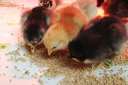 Baby Chicks Eating