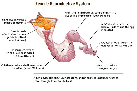 Female chicken reproductive system diagram