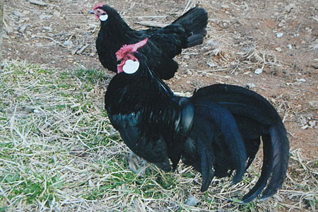 Rosecomb True Bantam