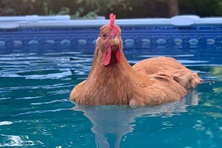Swimming chicken