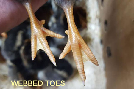 Webbed chicken toes