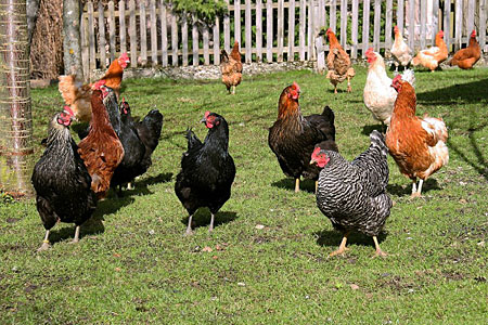 Chicken Flock