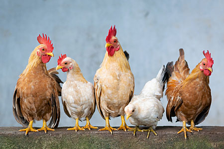 Chickens on a Roost