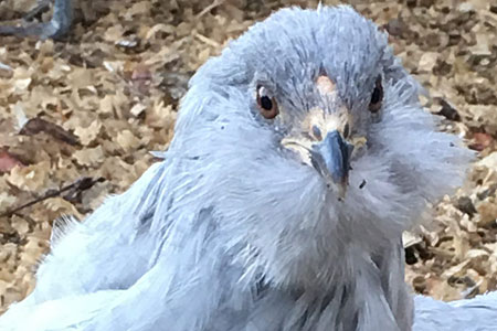 Ameraucana Hen