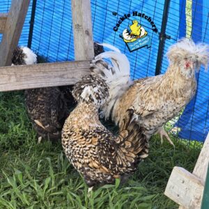 Live Poultry