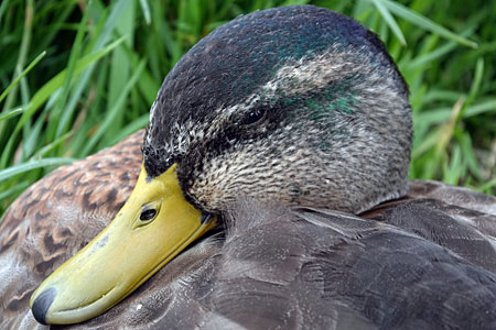 Molting Mallard Drake