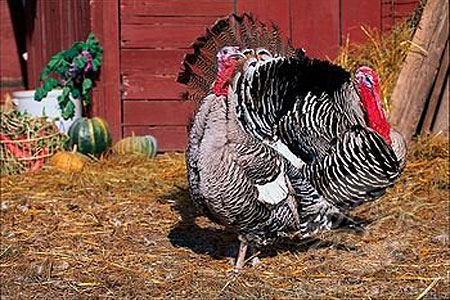 Narragansett pair