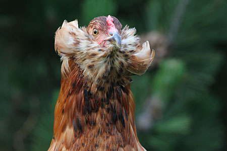 Araucana chicken