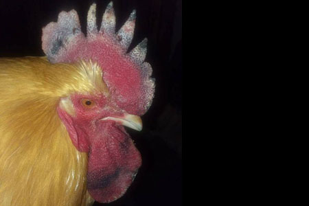 Frostbite on chicken