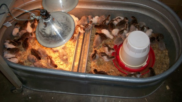 heat bulb and Heavy Duty Clamp Brood Lamp