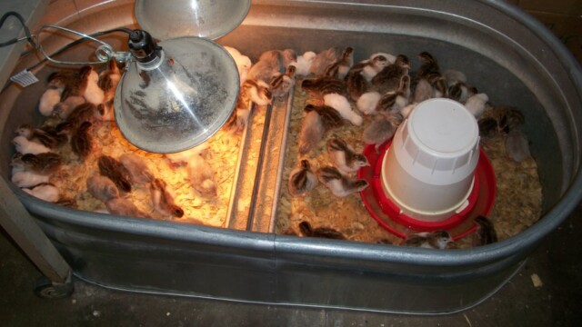 heat bulb and Heavy Duty Clamp Brood Lamp