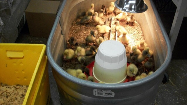 heat bulb and Heavy Duty Clamp Brood Lamp