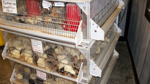 Screw on Plastic Quart Feeder & Base