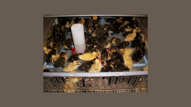 Poultry Brooder