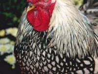 2011 Runner Up To Cackle Hatchery®. We hope you enjoy these pictures of our chickens we bought from you. "Rooster Cogburn", . Jim & Judy, Roscoe,IL.