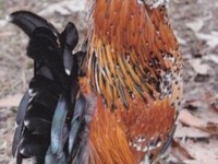 Mille Fleur D'uccle Bantam