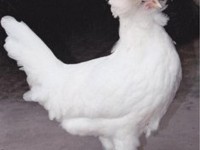 2011 Runner Up White Crested Polish Hen