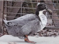 Rare Duck Trio-6198