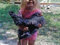 $100 Prize Winner for Funny, Cute, Originality or Artistic Photo, 2010 Photo Contest Winner Thank you Cackle Hatchery®, Our daughter, Holly Jo, holding one of our Barred Rock Pullets we purchased from you in 2010. David & Amy, Il