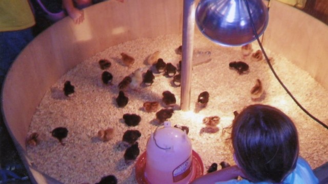 heat bulb and Heavy Duty Clamp Brood Lamp