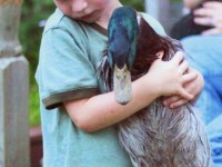 2013 Runner Up Winner "Tommy with his Rouen male duck, Readyville TN
