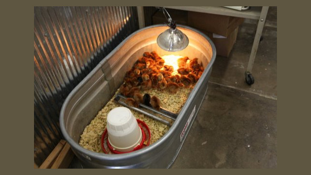 Brooder Lamp-4780