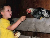 Our son feeding his pet Black Laced Silver Wyandotte young chicken rooster purchased from Cackle Hatchery®® in 2009. Karen, Fairfield, MT.