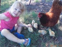 Production Red Chicken and Chicks