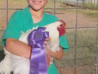 Thank you Cackle Hatchery®® , I won the "Best Large Breed Chicken" Ribbon at the Cochise County Fair, Arizona in 2012