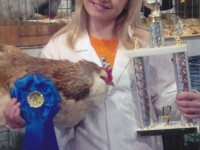 Our daughter, Kennedy showed her poultry at our local fair and placed Grand champion Standard Size Hen with her Faverolles Hen. This was her first year showing poultry. She placed 1st in her first heat, Continental Class. Then overall - Grand Champion Sta