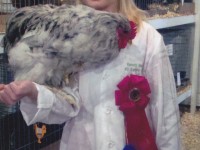 Our daughter, Kennedy's first year showing poultry at our fair. She received 2nd place in her Asiatic Class with her Splash Cochin Rooster.