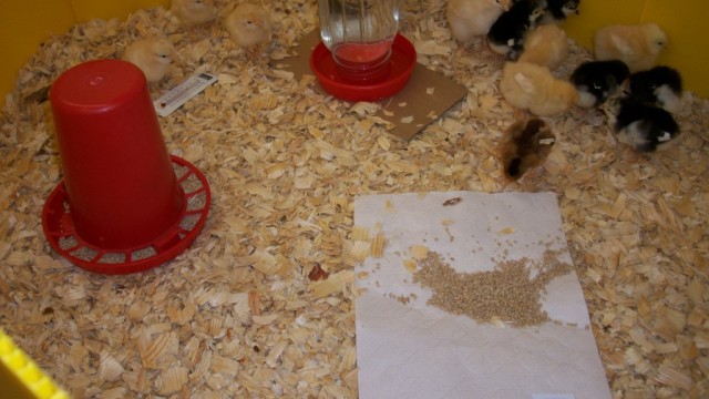 Screw On Plastic Base for Quart Jar Waterer-4761