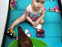 Baby in playpen with a chicken