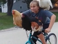 Girl riding bike with 4 chickens