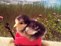 Baby Chick on a tiny wagon