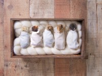 Baby Chicks wrapped up in blanket
