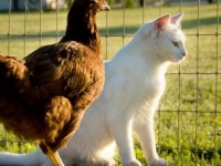 Chicken and Cat sitting on bench