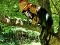 Chicken sitting on a branch