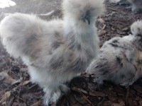 Black and white chicken