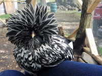 Black and white rooster