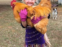 Little girl holding a big rooster