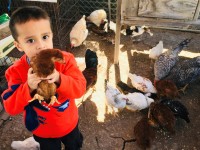 boy holding chicken in pen