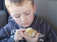 boy holding baby chick