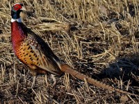 pheasant in field