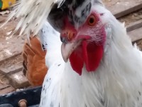 White Rooster