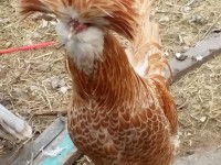 Tan Chicken
