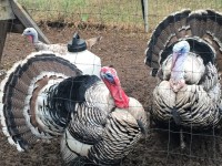 Turkeys in pen
