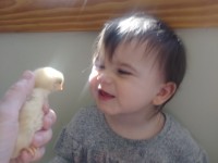 Baby smiling at baby chicken