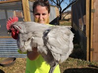 Woman holding rooster